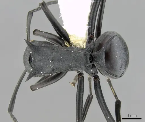 Polyrhachis nudata specimen CASENT0906776 image casent0906776_1