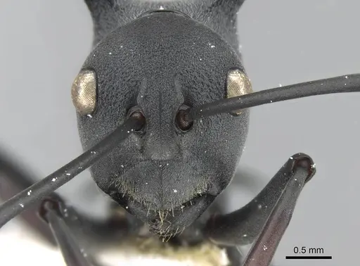 Polyrhachis nudata specimen CASENT0906776 image casent0906776_2