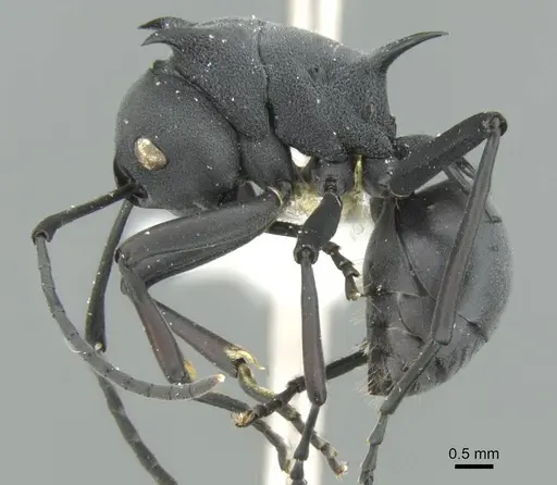 Polyrhachis nudata specimen CASENT0906776 image casent0906776_3
