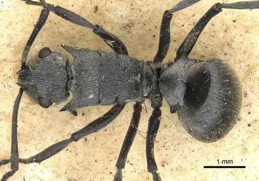 Polyrhachis numeria specimen CASENT0901872 image casent0901872_1
