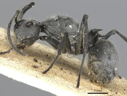 Polyrhachis numeria specimen CASENT0901872 image casent0901872_3