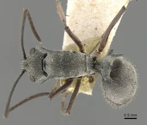 Polyrhachis numeria specimen CASENT0906794 image casent0906794_1