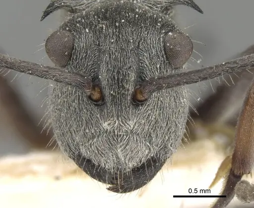 Polyrhachis numeria specimen CASENT0906794 image casent0906794_2