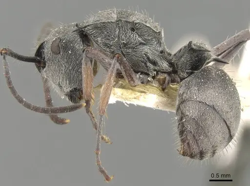 Polyrhachis numeria specimen CASENT0906794 image casent0906794_3