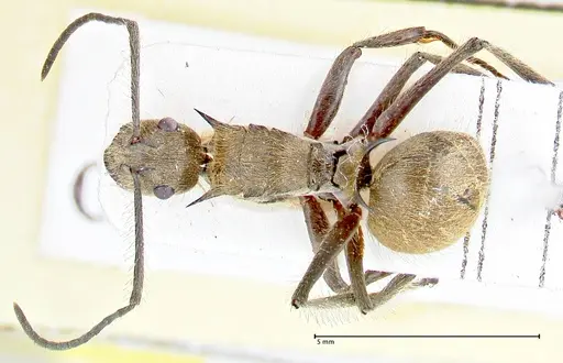 Polyrhachis obesior specimen FOCOL2631 image focol2631_1