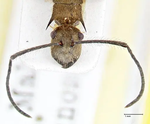 Polyrhachis obesior specimen FOCOL2631 image focol2631_2