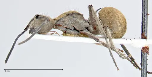 Polyrhachis obesior specimen FOCOL2631 image focol2631_3