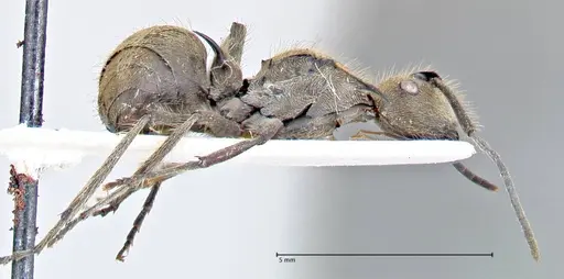 Polyrhachis obesior specimen FOCOL2631 image focol2631_4