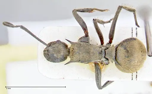 Polyrhachis obesior specimen FOCOL2632 image focol2632_1