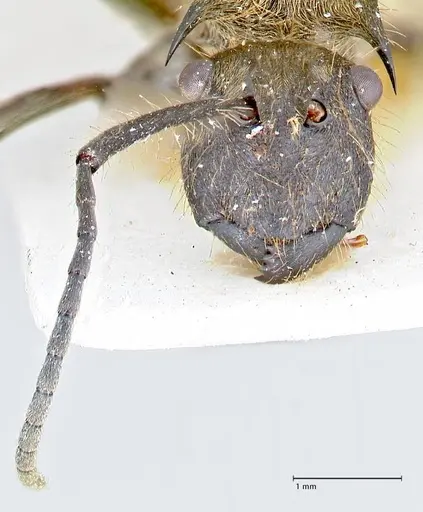 Polyrhachis obesior specimen FOCOL2632 image focol2632_2