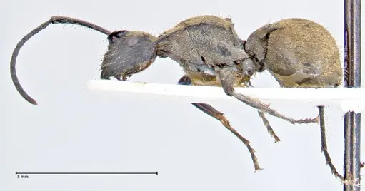 Polyrhachis obesior specimen FOCOL2632 image focol2632_3