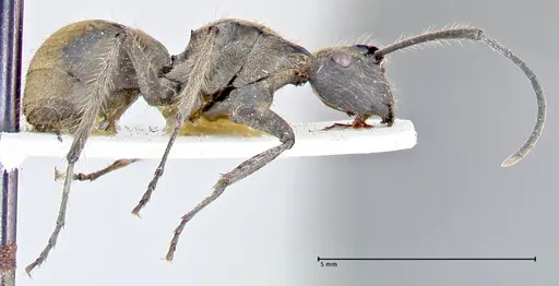 Polyrhachis obesior specimen FOCOL2632 image focol2632_4