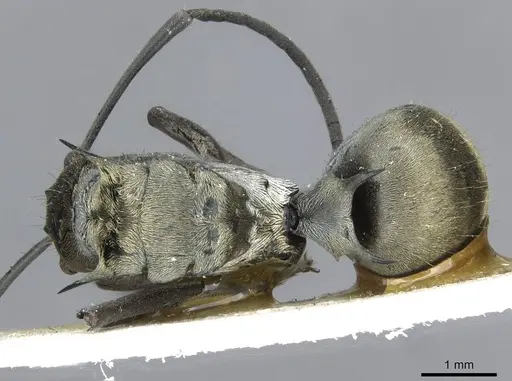 Polyrhachis obliqua specimen CASENT0910919 image casent0910919_1