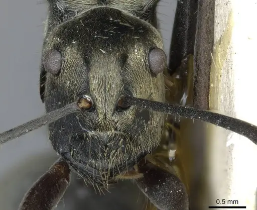 Polyrhachis obliqua specimen CASENT0910919 image casent0910919_2