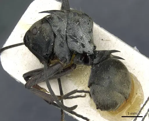 Polyrhachis obliqua specimen CASENT0910919 image casent0910919_3