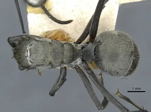 Polyrhachis obliqua specimen CASENT0910924 image casent0910924_1
