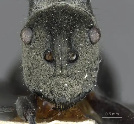 Polyrhachis obliqua specimen CASENT0910924 image casent0910924_2