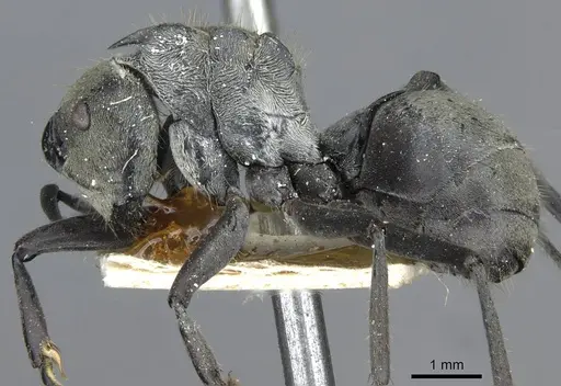 Polyrhachis obliqua specimen CASENT0910924 image casent0910924_3