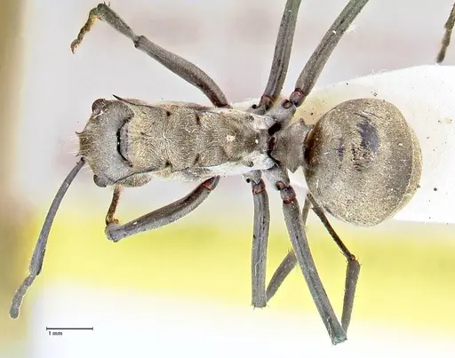 Polyrhachis obliqua specimen FOCOL2629 image focol2629_1