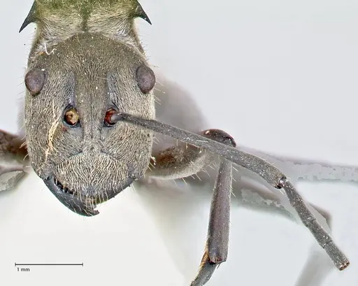 Polyrhachis obliqua specimen FOCOL2629 image focol2629_2