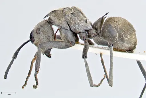 Polyrhachis obliqua specimen FOCOL2629 image focol2629_3