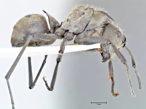 Polyrhachis obliqua specimen FOCOL2629 image focol2629_4