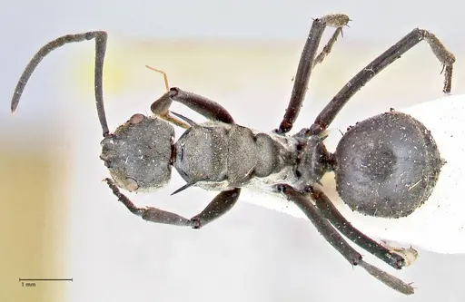 Polyrhachis obliqua specimen FOCOL2630 image focol2630_1