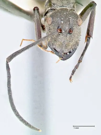 Polyrhachis obliqua specimen FOCOL2630 image focol2630_2