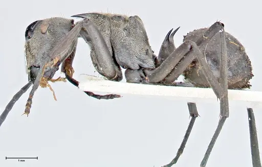 Polyrhachis obliqua specimen FOCOL2630 image focol2630_3