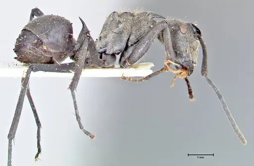 Polyrhachis obliqua specimen FOCOL2630 image focol2630_4