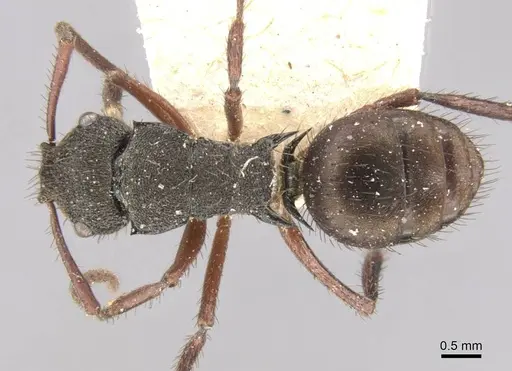 Polyrhachis obscura specimen CASENT0906754 image casent0906754_1
