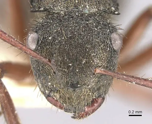 Polyrhachis obscura specimen CASENT0906754 image casent0906754_2