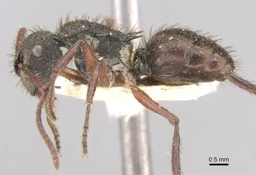 Polyrhachis obscura specimen CASENT0906754 image casent0906754_3