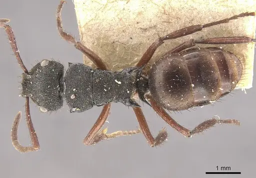 Polyrhachis obscura specimen CASENT0910830 image casent0910830_1