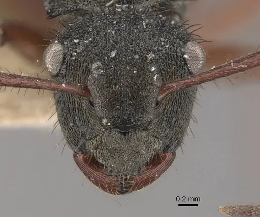 Polyrhachis obscura specimen CASENT0910830 image casent0910830_2