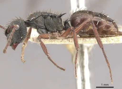 Polyrhachis obscura specimen CASENT0910830 image casent0910830_3
