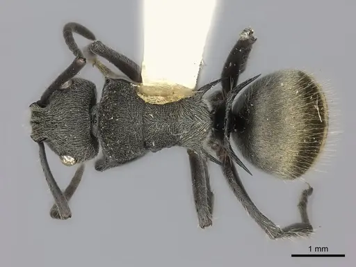 Polyrhachis obtusa specimen CASENT0217785 image casent0217785_1