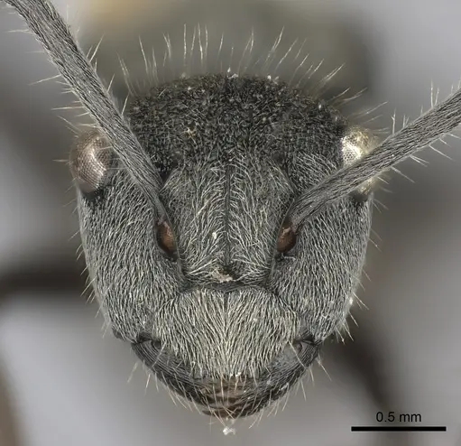 Polyrhachis obtusa specimen CASENT0217785 image casent0217785_2