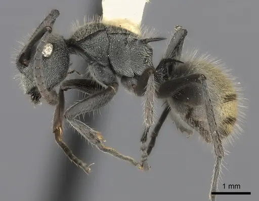 Polyrhachis obtusa specimen CASENT0217785 image casent0217785_3