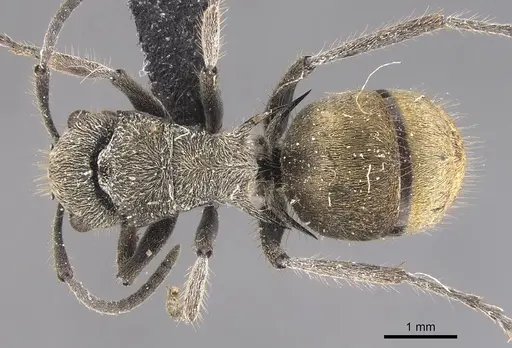 Polyrhachis obtusa specimen CASENT0905579 image casent0905579_1