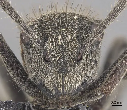 Polyrhachis obtusa specimen CASENT0905579 image casent0905579_2