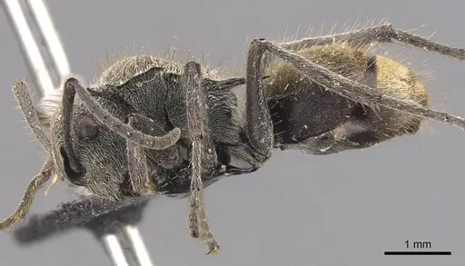 Polyrhachis obtusa specimen CASENT0905579 image casent0905579_3