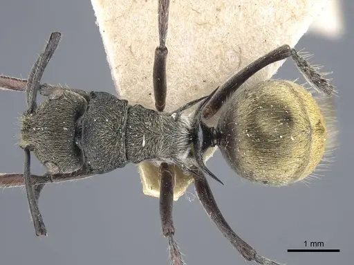 Polyrhachis obtusa specimen CASENT0917181 image casent0917181_1
