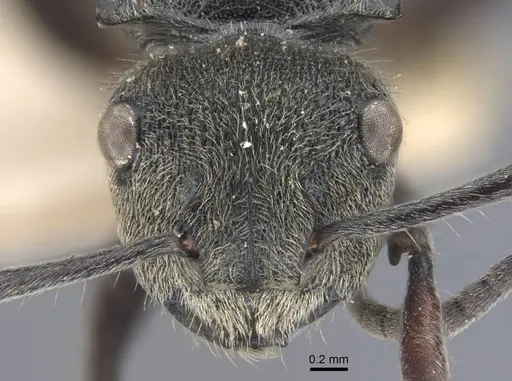 Polyrhachis obtusa specimen CASENT0917181 image casent0917181_2