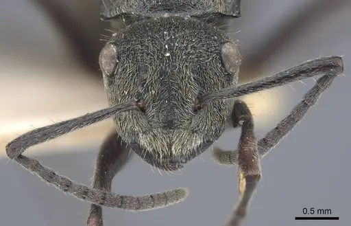 Polyrhachis obtusa specimen CASENT0917181 image casent0917181_3