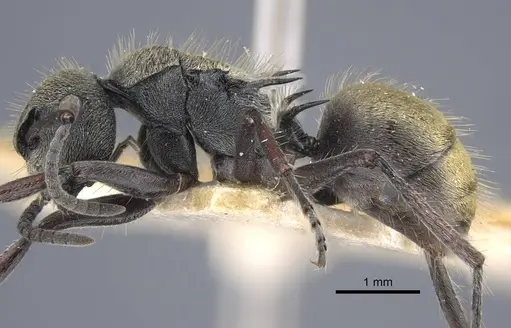 Polyrhachis obtusa specimen CASENT0917181 image casent0917181_4