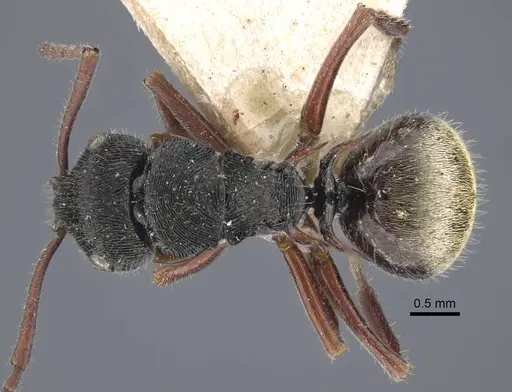 Polyrhachis obtusa specimen CASENT0917183 image casent0917183_1