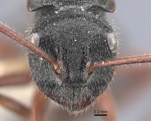 Polyrhachis obtusa specimen CASENT0917183 image casent0917183_2
