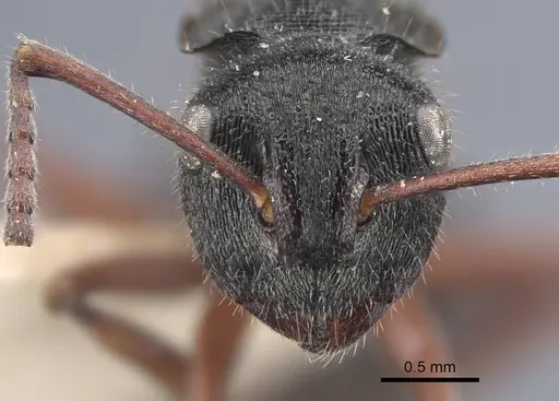 Polyrhachis obtusa specimen CASENT0917183 image casent0917183_3