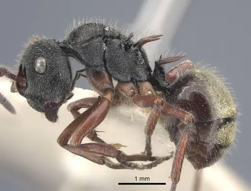 Polyrhachis obtusa specimen CASENT0917183 image casent0917183_4